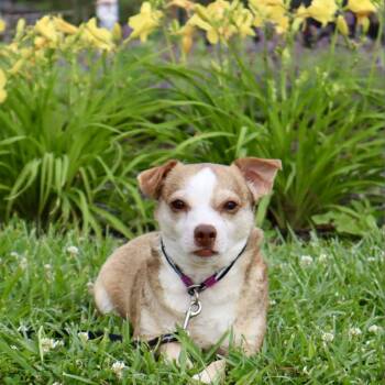 FRED -  Chihuahua Dog for Adoption in La Grange, Kentucky - FRED | PetCurious