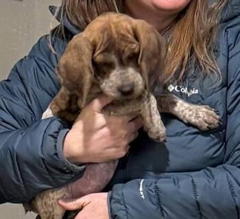 Rescue Plott Hound Dogs for Adoption in Dubois, Wyoming - Sweet Pea | PetCurious