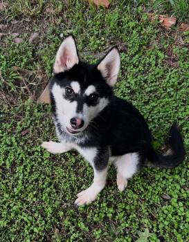 Bandito -  Husky and Shepherd Dog for Adoption in Houston, Texas - Bandito | PetCurious