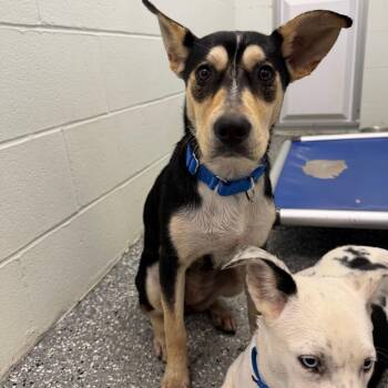 Boomerang -  Australian Cattle Dog Blue Heeler and Husky Dog for Adoption in Parkersburg, West Virginia - Boomerang | PetCurious