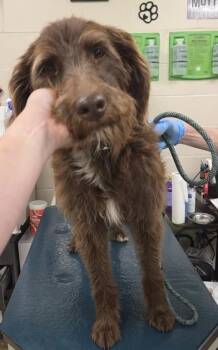 Wirehaired Pointing Griffon and Mixed Breed Dogs Available for Adoption in Mobile, Alabama - MIXON | PetCurious