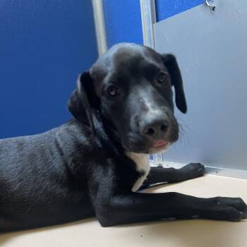 Neosho -  Pit Bull Terrier and Black Labrador Retriever Dog for Adoption in Norman, Oklahoma - Neosho | PetCurious