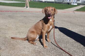 Rescue Vizsla and Labrador Retriever Dogs for Adoption in Goshen, Kentucky - Maya | PetCurious