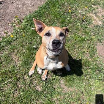 Zoey -  Cattle Dog and Mixed Breed Dog for Adoption in Rock Falls, Illinois - Zoey | PetCurious