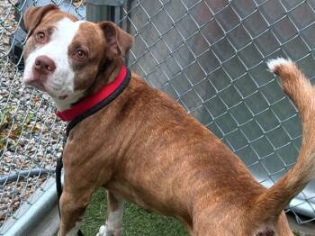 Pit Bull Terrier Dogs Available for Adoption in Brentwood, Missouri - RAMBO | PetCurious