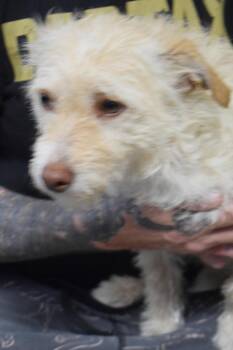 Terrier and Mixed Breed Dogs Available for Adoption - Rosie | PetCurious