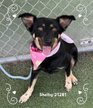 SHELBY -  Shepherd Dog for Adoption in Marietta, Georgia - SHELBY | PetCurious