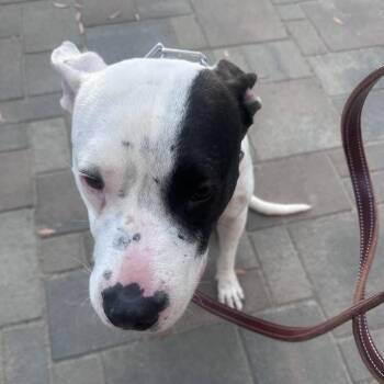 American Staffordshire Terrier and Mixed Breed Dogs Available for Adoption in Escondido, California - Jada | PetCurious