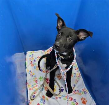 Rescue Mixed Breed Dogs for Adoption in Dallas, Texas - BECKLEY | PetCurious