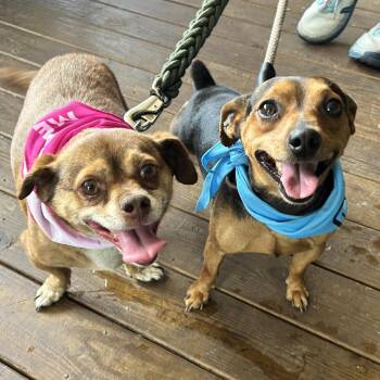 Preston & Rocco -  Mixed Breed Dog for Adoption in Columbia, South Carolina - Preston & Rocco | PetCurious