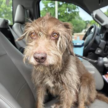 Auro-Geordie -  German Wirehaired Pointer and Mixed Breed Dog for Adoption in Aurora, Missouri - Auro-Geordie | PetCurious