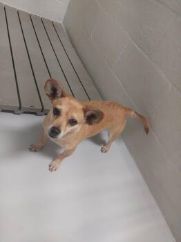 Salsa -  Chihuahua Dog for Adoption in Mocksville, North Carolina - Salsa | PetCurious
