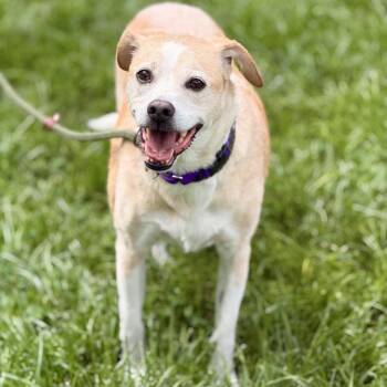 Gemini -  Yellow Labrador Retriever and Hound Dog for Adoption in Sparta, New Jersey - Gemini | PetCurious