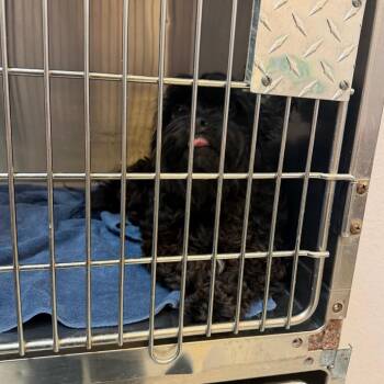 Titus -  Mixed Breed Dog for Adoption in Port Charlotte, Florida - Titus | PetCurious