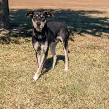 Tweedle Dum -  Shepherd and Mixed Breed Dog for Adoption in Austin, Texas - Tweedle Dum | PetCurious
