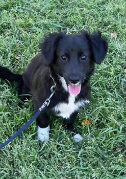 ATOM -  Border Collie Dog for Adoption in Palm Desert, California - ATOM | PetCurious