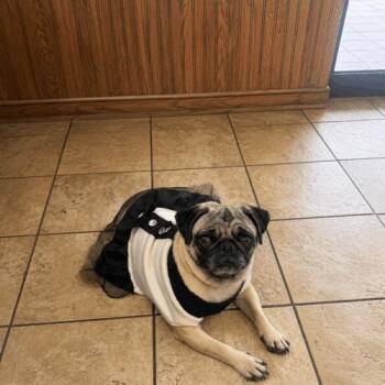 Fergie -  Pug Dog for Adoption in Seattle, Washington - Fergie | PetCurious