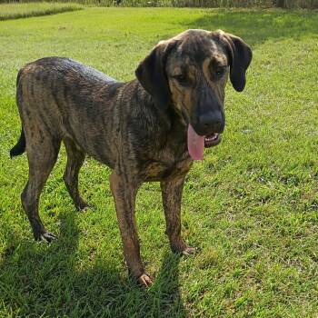 Rescue Cane Corso and Labrador Retriever Dogs for Adoption in Batson, Texas - Doc Howlliday | PetCurious