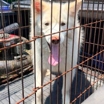 Mixed Breed Dogs Available for Adoption in Huntington, West Virginia - Cotton | PetCurious