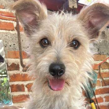 Terrier and Poodle Dogs Available for Adoption - Odie | PetCurious