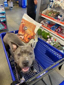 Lola -  Staffordshire Bull Terrier Dog for Adoption in Santa Monica, California - Lola | PetCurious