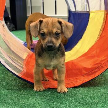 Miata -  Chihuahua Dog for Adoption in Henderson, Nevada - Miata | PetCurious