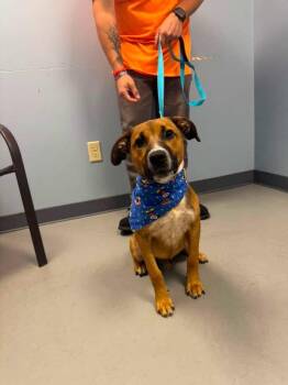 Roscoe -  German Shepherd Dog and Terrier Dog for Adoption in Zanesville, Ohio - Roscoe | PetCurious