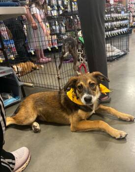 Jack -  German Shepherd Dog and Mixed Breed Dog for Adoption in Meeker, Oklahoma - Jack | PetCurious