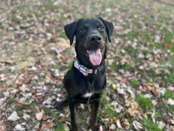 Rescue Retriever and Rottweiler Dogs for Adoption in Shinnston, West Virginia - Colby Jack | PetCurious