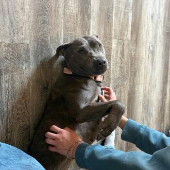 Gwennie -  Pit Bull Terrier and Mixed Breed Dog for Adoption in Fayetteville, Arkansas - Gwennie | PetCurious