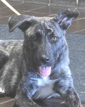 Iris -  Mixed Breed Dog for Adoption in Olean, New York - Iris | PetCurious