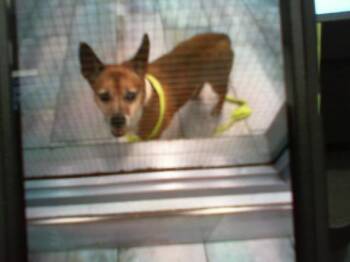 A1265641 -  Mixed Breed Dog for Adoption in Charlotte, North Carolina - A1265641 | PetCurious