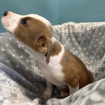 Tiana -  Terrier and Mixed Breed Dog Available for Adoption in Mount Vernon, Indiana - Tiana | PetCurious
