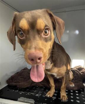 A138782 -  Mixed Breed Dog for Adoption in Palmetto, Florida - A138782 | PetCurious
