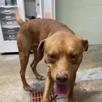Jordache -  Pit Bull Terrier Dog for Adoption in Eureka Springs, Arkansas - Jordache | PetCurious