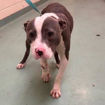 Mixed Breed Dogs Available for Adoption in Memphis, Tennessee - Mason | PetCurious