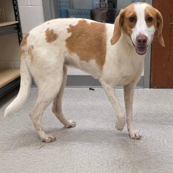 Paisley -  Hound Dog for Adoption in Chatham, Virginia - Paisley | PetCurious