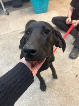 Rescue Plott Hound Dogs for Adoption in Burnsville, North Carolina - Stoney | PetCurious