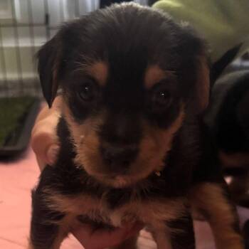 Apple Jacks -  Chihuahua Dog for Adoption in New Castle, Delaware - Apple Jacks | PetCurious