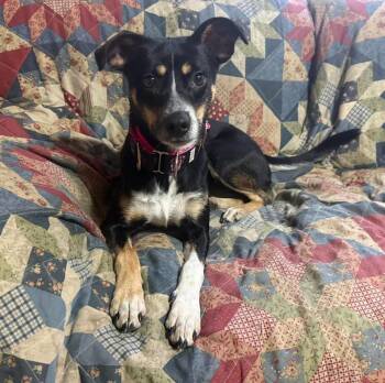 Hazel -  Terrier Dog for Adoption in Randolph, Vermont - Hazel | PetCurious