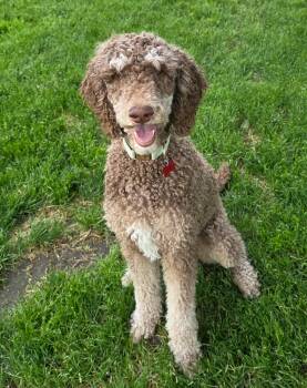 Phoenix -  Standard Poodle Dog for Adoption in Lisbon, Iowa - Phoenix | PetCurious