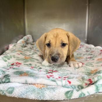 Sandra Reeves 9744 -  Hound Dog for Adoption in Loxahatchee Groves, Florida - Sandra Reeves 9744 | PetCurious