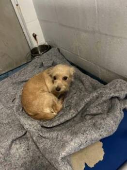 Asher -  Terrier and Mixed Breed Dog for Adoption in Gainesville, Florida - Asher | PetCurious
