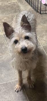 Mookie -  Yorkshire Terrier Dog for Adoption in Los Angeles, California - Mookie | PetCurious