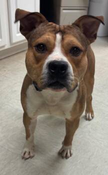 Simon -  Pit Bull Terrier Dog for Adoption in Mineral, Virginia - Simon | PetCurious