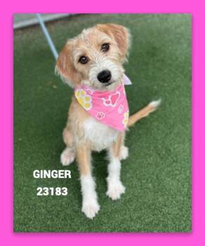 GINGER -  Terrier Dog for Adoption in Marietta, Georgia - GINGER | PetCurious