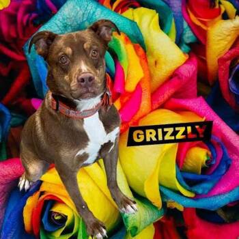 Grizzly -  Australian Shepherd Dog Available for Adoption in York, Nebraska - Grizzly | PetCurious