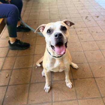 Meadow -  Pit Bull Terrier and Mixed Breed Dog for Adoption in Honolulu, Hawaii - Meadow | PetCurious