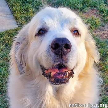 Rescue Great Pyrenees Dogs for Adoption in Beacon, New York - Snowball In NY - Sweet Senior With A Happy Wiggle! | PetCurious