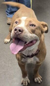 Filet O` Fish -  Pit Bull Terrier and Mixed Breed Dog for Adoption in Fresno, California - Filet O` Fish | PetCurious